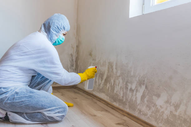 Licensed Mold Remediation service in Deerfield, IL - WQB Mold Removal
